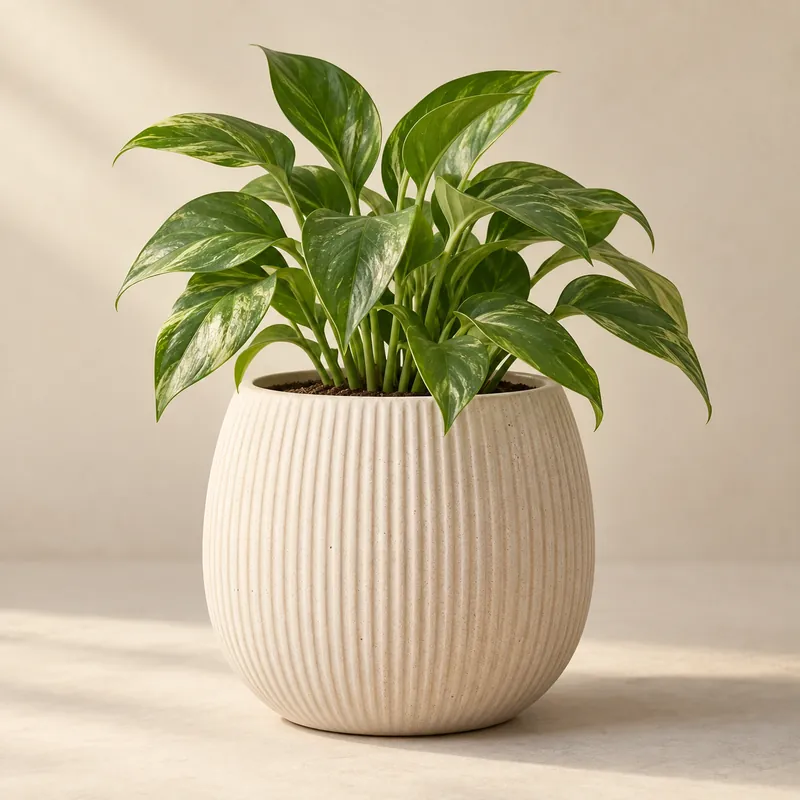 Planters collection